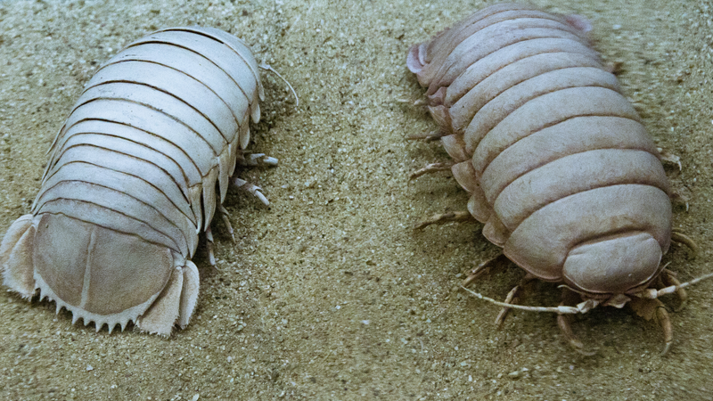 Illustration for article titled The Alfa Tipo 163 Concept Car Looks Like a Giant Isopod